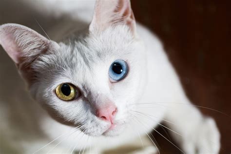 how to know if my cat is khao manee|Khao Manee (Diamond Eye Cat): Info, Pictures, Temperament.